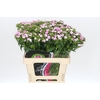 Dianthus Br Amazon Rose Magic