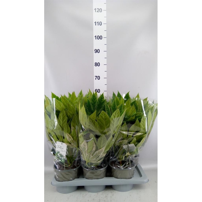 <h4>Fatsia japonica 'Variegata'</h4>