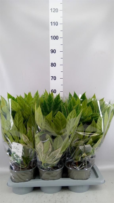 <h4>Fatsia japonica 'Variegata'</h4>