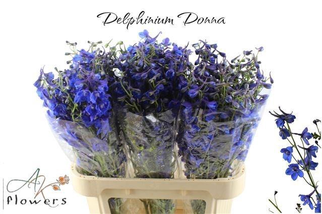 <h4>DELPH EN DONNA</h4>