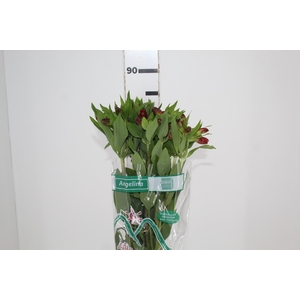 ALSTROEMERIA ANGELINA 080 CM