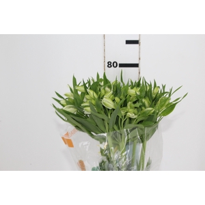ALSTROEMERIA PRESTIGE 080 CM BRANCO
