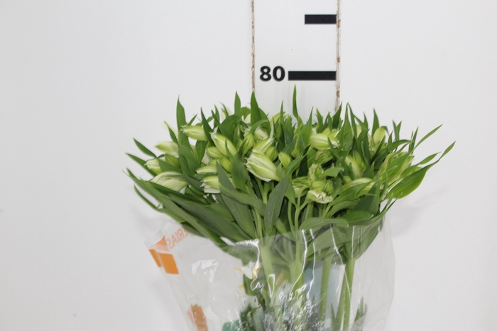 ALSTROEMERIA PRESTIGE 080 CM BRANCO