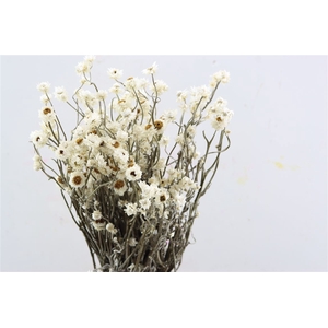 Dried Ammobium Natural Bunch Poly