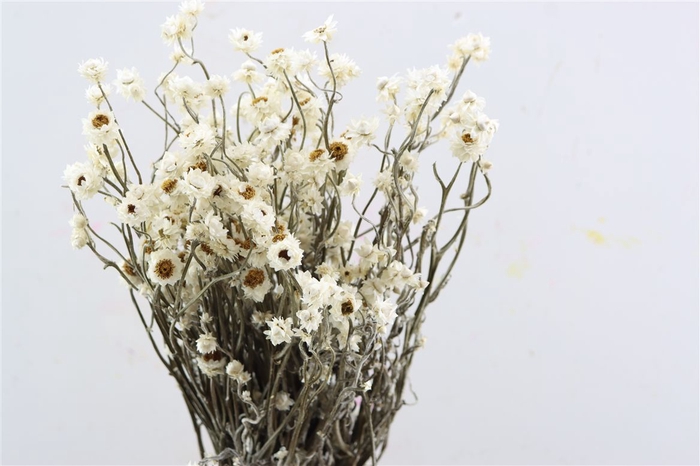 <h4>Dried Ammobium Natural Bunch Poly</h4>
