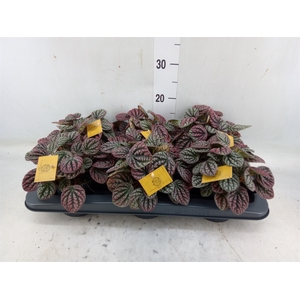 Peperomia