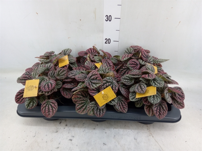 <h4>Peperomia</h4>