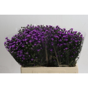 AST ASTEE M BABY PIN