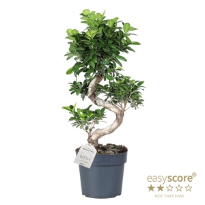 FICUS MICROCARPA P24 S-SHAPE