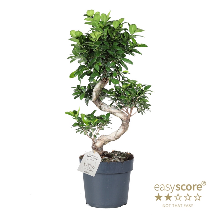 <h4>FICUS MICROCARPA P24 S-SHAPE</h4>