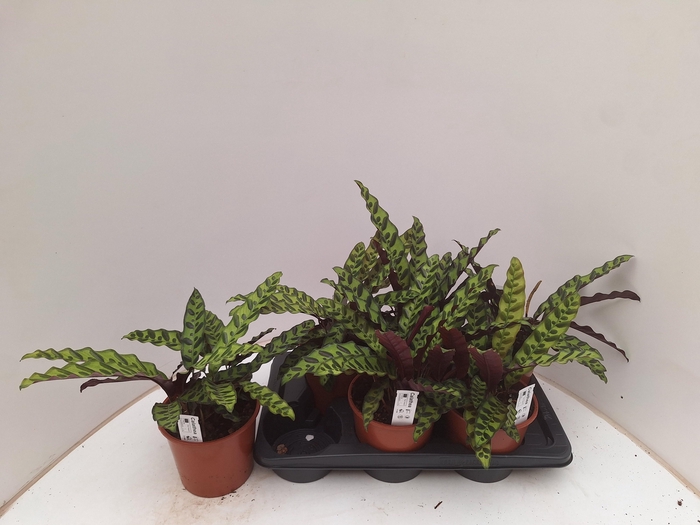 <h4>CALAT LANCIFOLIA</h4>