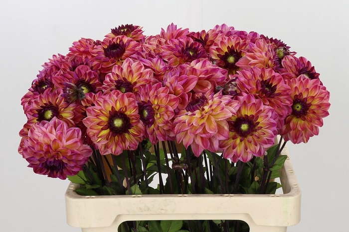 <h4>Dahlia Tara's Sunset</h4>