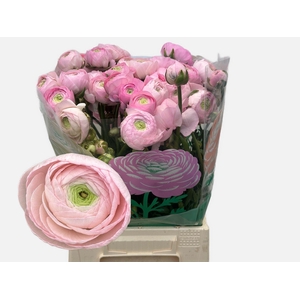 RANUNCULUS  'AMANDINE MARSH'