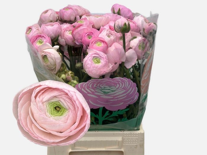 <h4>RANUNCULUS  'AMANDINE MARSH'</h4>