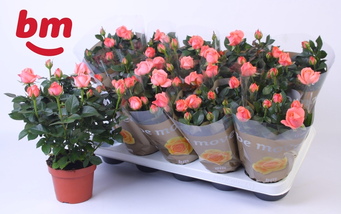 <h4>Rosa Candy Beau Monde (12 cm)</h4>