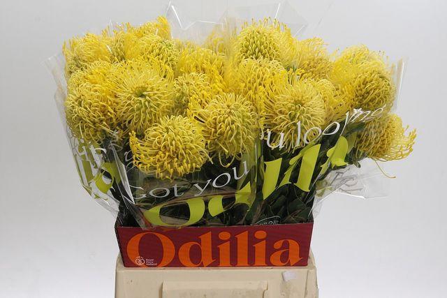 <h4>Leuco Co High Gold</h4>