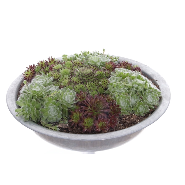 <h4>Sempervivum gemengd</h4>