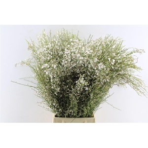 Ginster White 200 Gram