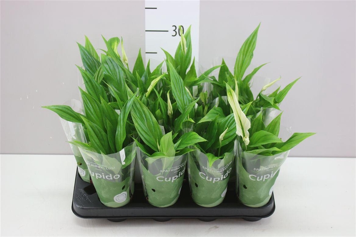 <h4>Spathiphyllum Pearl Cupido</h4>
