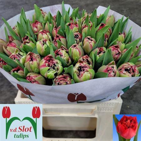 <h4>Tu Du Red Velvet</h4>