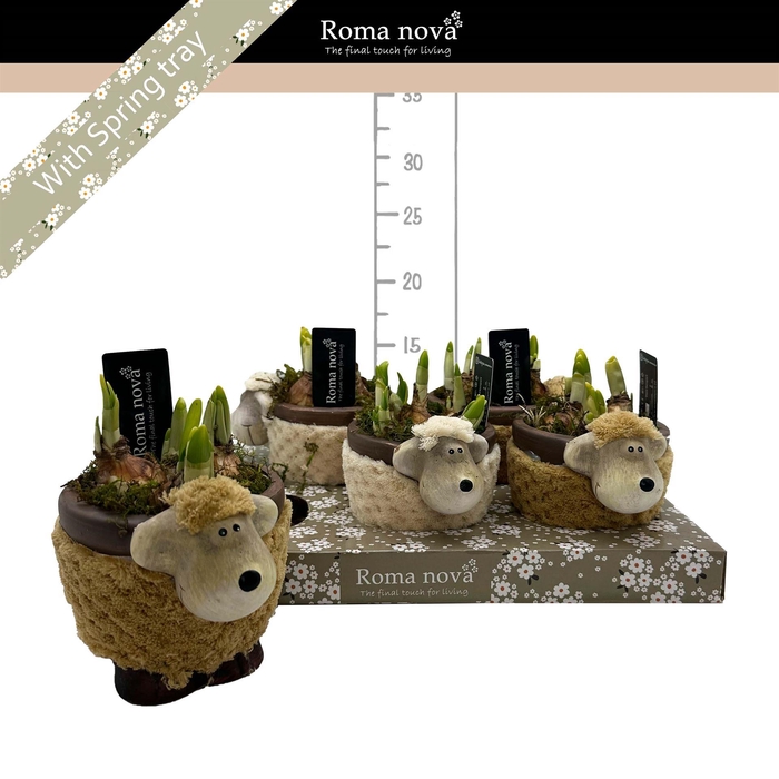 <h4>Arr. Narcissus</h4>