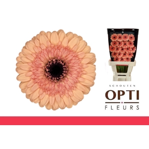 Germini Oreo Diamond