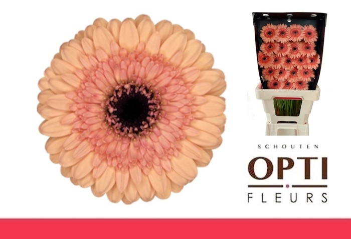 <h4>Germini Oreo Diamond</h4>