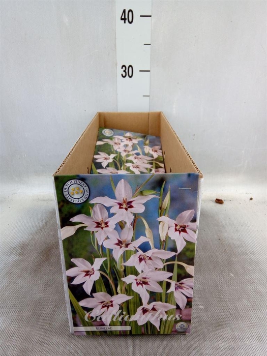 <h4>Flowerbulbs, corns or tubers   ...</h4>