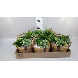 Arr.   Planten L%