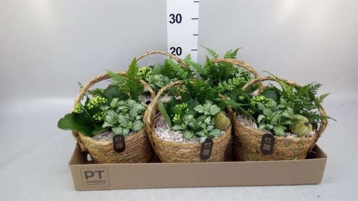 <h4>Arr.   Planten L%</h4>