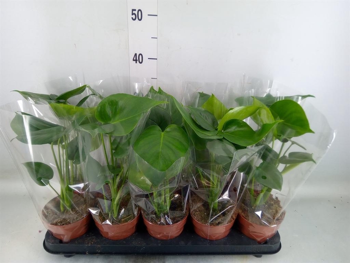 <h4>Monstera delic.</h4>