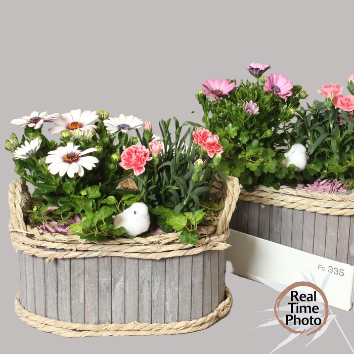 <h4>ARR TUINPLANTEN</h4>