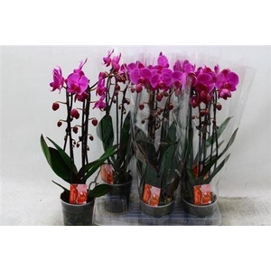 Phal El Cascade