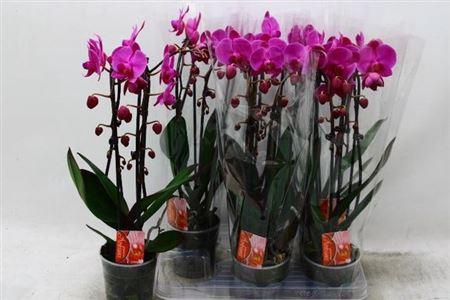 <h4>Phal El Cascade 2 Branches 18+</h4>