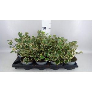 Ficus   ...
