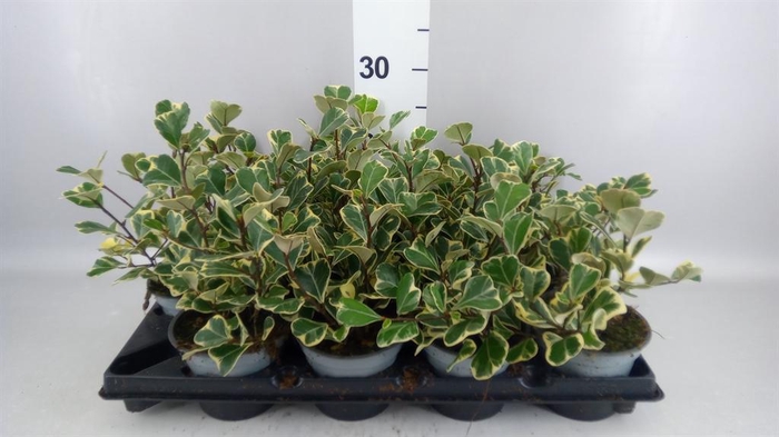 <h4>Ficus   ...</h4>