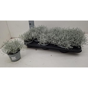 LEUCOPH BROWNII