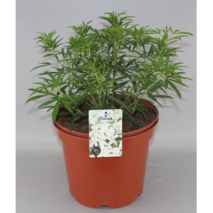 Choisya 'Aztec Pearl' C10