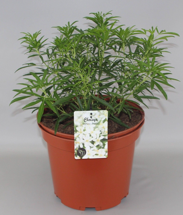 <h4>Choisya 'Aztec Pearl' C10</h4>