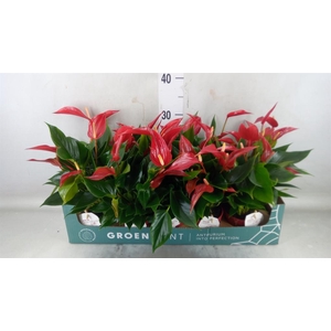 Anthurium  'Banderola Roja'