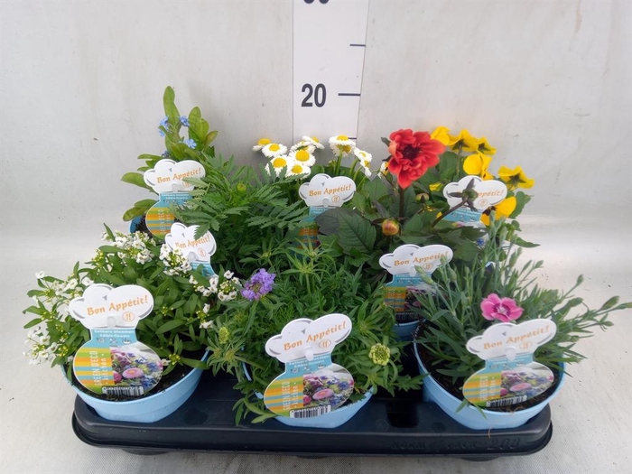 <h4>Tuinkruiden   ...</h4>