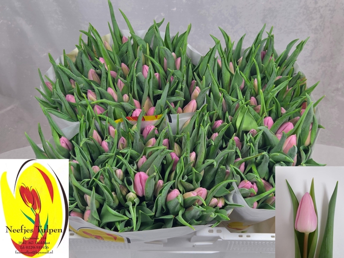 <h4>TU EN AAFKE</h4>