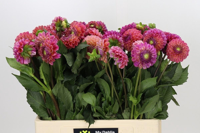 <h4>DAHLIA CAITLIN'S JOY*</h4>