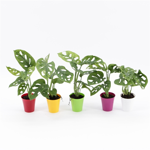 <h4>Monstera Monkey Leaf Mini in Linge pot Diverse kleuren</h4>