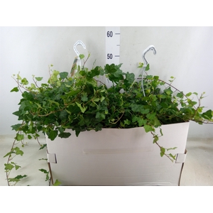 Hedera helix 'Wonder'