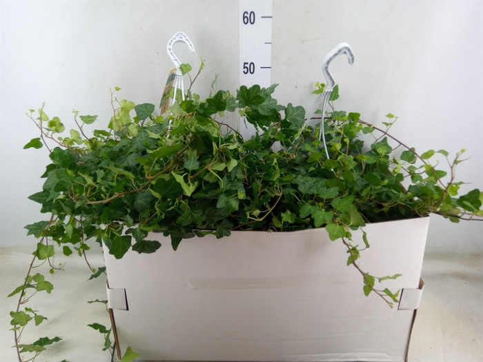 <h4>Hedera helix 'Wonder'</h4>