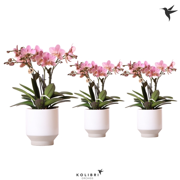 <h4>Kolibri Orchids Phalaenopsis Jewel Treviso in Harmony white</h4>