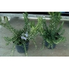 Rosmarinus officinalis 'Prostratus'