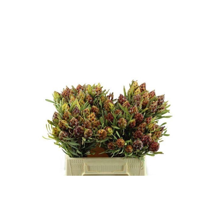 <h4>Kaaps Rubrum</h4>