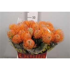 Leuco Soleil